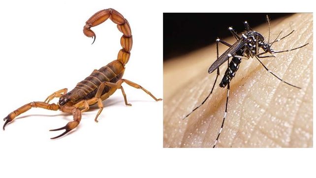 Alacranes
