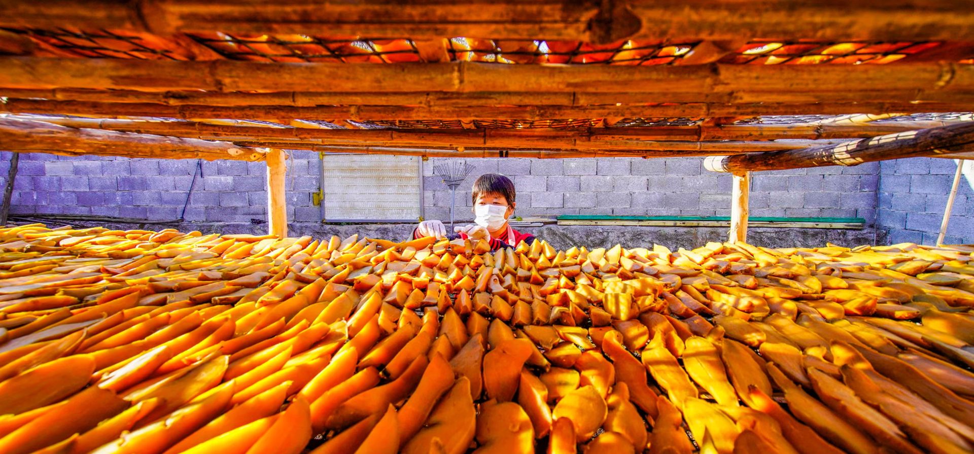 Un agricultor seca batatas en rodajas en un patio del norte de la provincia de Hebei, Ciudad de Zunhua, China. Fotografía: Xinhua/Shutterstock Un agricultor seca batatas en rodajas en un patio del norte de la provincia de Hebei, Ciudad de Zunhua, China. Fotografía: Xinhua/Shutterstock