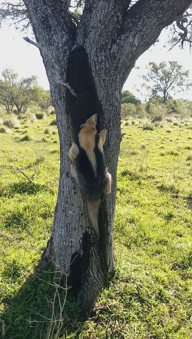 Un santafesino encontró a un oso hormiguero frente a su casa