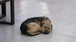 El perrito Bigotes fue víctima de maltrato en la casa de Gran Hermano Chile y el repudio llegó al presidente.&nbsp;