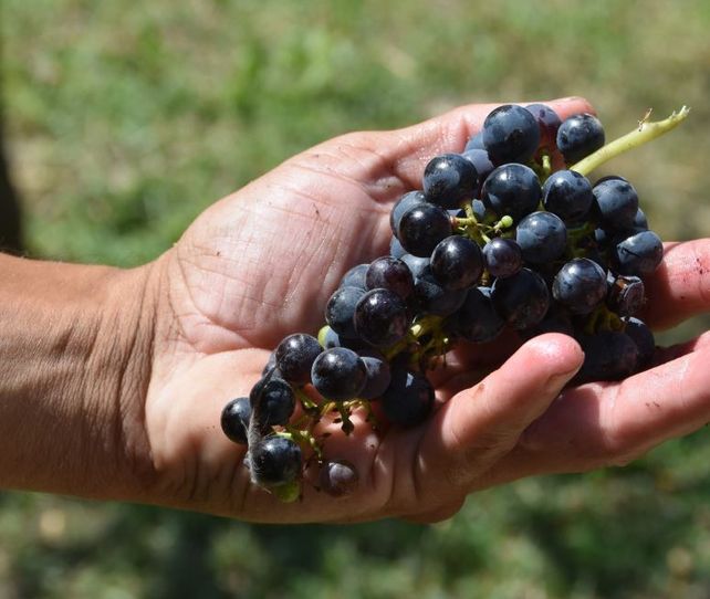 De Villa Ocampo a Coronel Bogado, la vitivinicultura santafesina crece de la mano de 25 productores