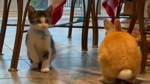Más tierno imposible: el gatito que sueña con ser un conejo