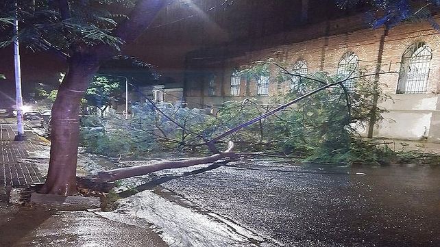 Una rama arrastró el cableado en calle Paraguay.