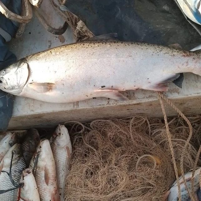 Proponen crear un sistema de monitoreo de salmones en la cuenca del Plata