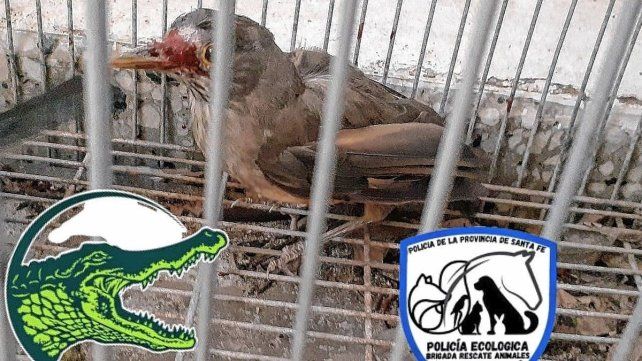 Rescatan aves silvestres que eran comercializadas ilegalmente en Santa Fe &nbsp;