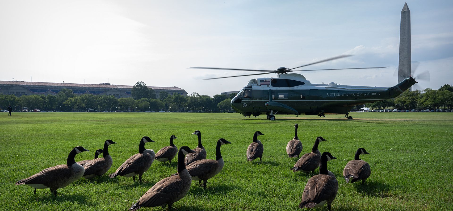 Una bandada de gansos canadienses permanece de pie mientras un helicóptero de apoyo presidencial aterriza en la Elipse, el miércoles 22 de julio de 2026, cerca de la Casa Blanca en Washington. (Foto AP/Mark Schiefelbein) Una bandada de gansos canadienses permanece de pie mientras un helicóptero de apoyo presidencial aterriza en la Elipse, el miércoles 22 de julio de 2026, cerca de la Casa Blanca en Washington. (Foto AP/Mark Schiefelbein)
