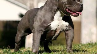 Un pitbull mató a una niña en Buenos Aires