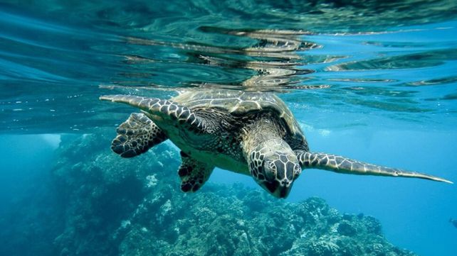 El Día del Animal se conmemora con el fin de celebrar a todas las especies del país y prevenir la extinción de muchas de estas.