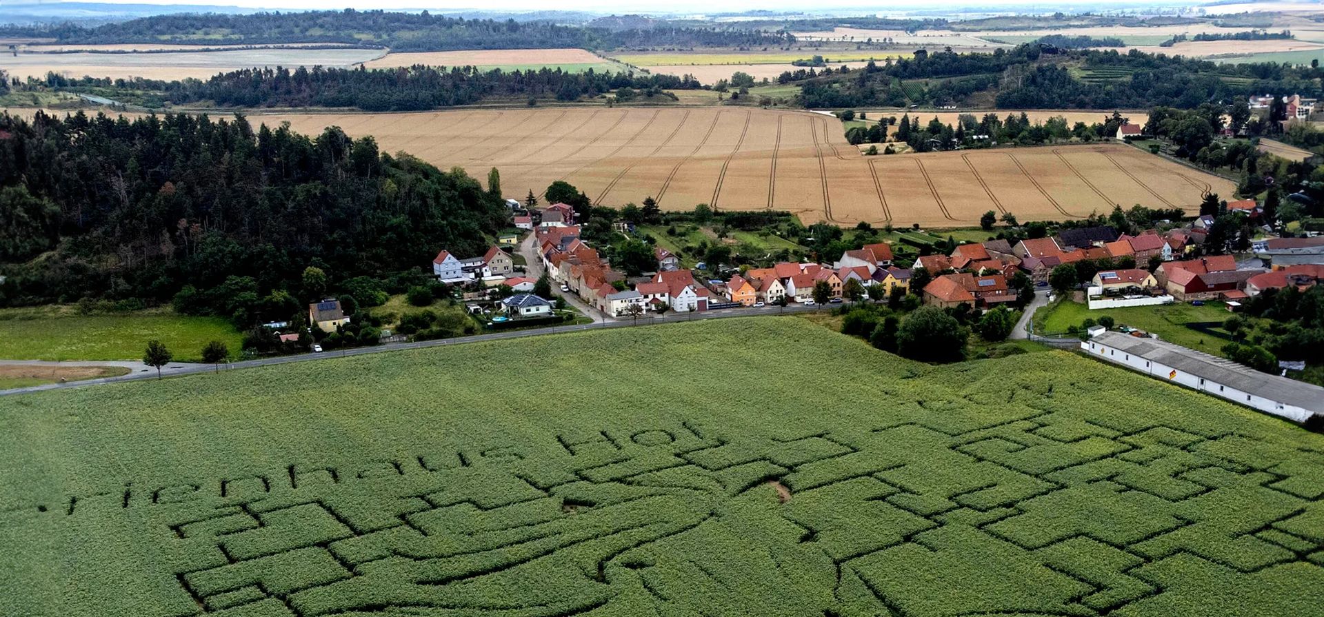 Westerhausen, Alemania. Un laberinto de girasol toma la forma de la cabeza de un caballo y una melena fluida. Fotografía: Matthias Schräder/AP Westerhausen, Alemania. Un laberinto de girasol toma la forma de la cabeza de un caballo y una melena fluida. Fotografía: Matthias Schräder/AP