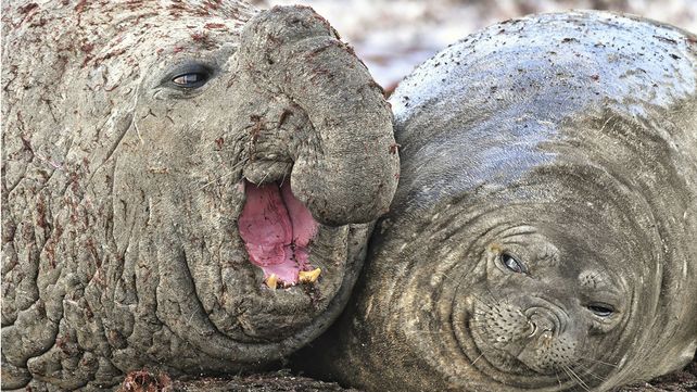 Las divertidas imágenes  del Comedy Wildlife Photography Awards 2020