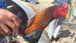 Secuestran jaulas, un ring y 18 gallos que usaban para riña en Villa G. Gálvez