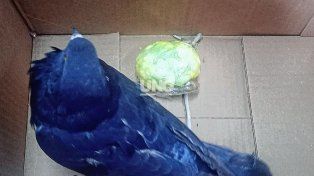 Coronda: hallaron una paloma mensajera con 78 envoltorios de cocaína en una vivienda a 200 metros de la cárcel