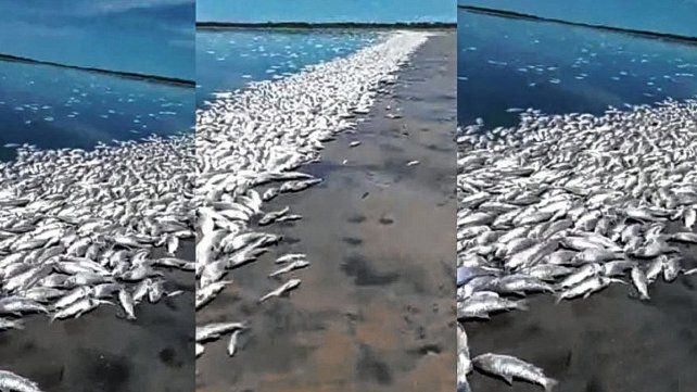 Los efectos de la sequía: miles de peces aparecieron muertos en la costa de la Laguna del Plata en la localidad de Vera y Pintado.