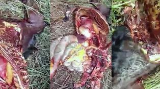 Abigeato brutal. Así dejaron a los ejemplares tras el robo en un campo de Monte Vera.