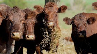 La oferta de carne vacuna de cara al próximo año dependerá en gran medida de la evolución climática.