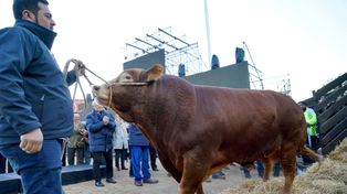 El campeón. Nicanor, el primer toro en ingresar a la Rural de Palermo.