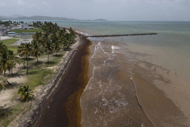 El sargazo cubre por completo una playa en Puerto Rico.