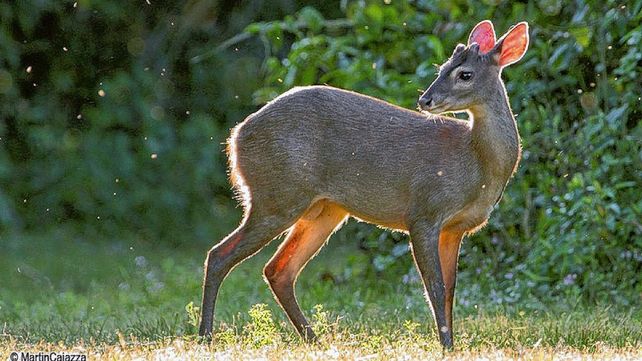 Se le cruzó un guazuncho cuando manejaba por la ruta 18
