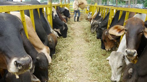 La Ciudad será sede de una jornada dedicada a la agroindustria
