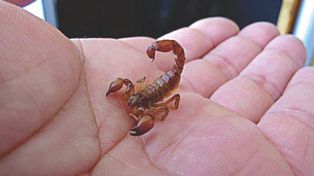 Alacranes. Los envenenamientos pueden ser graves, inluso letales.