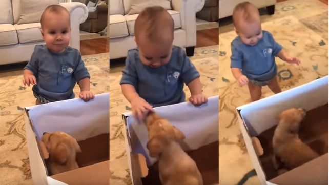 Video: la increíble reacción de un bebé al recibir un cachorro de regalo que explotó en Tik Tok 