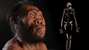 El Homo sapiens convivió con el Homo naledi al sur de Africa
