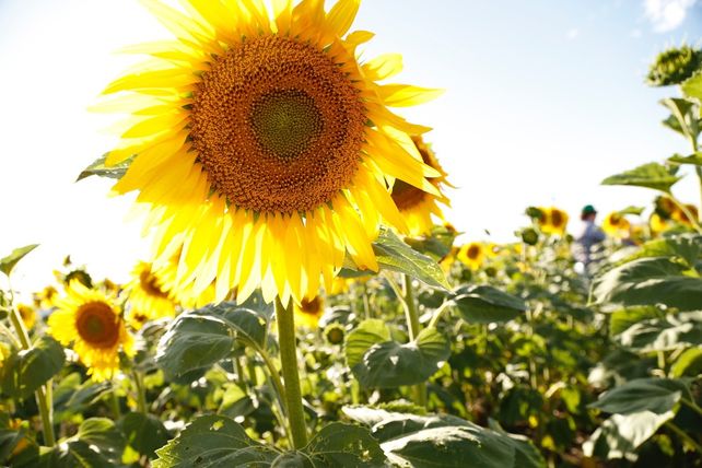 El girasol creció en área sembrada y se expandió a nuevas zonas.