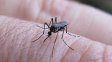 Los casos de dengue en Santa Fe bajaron un 25% en la última semana