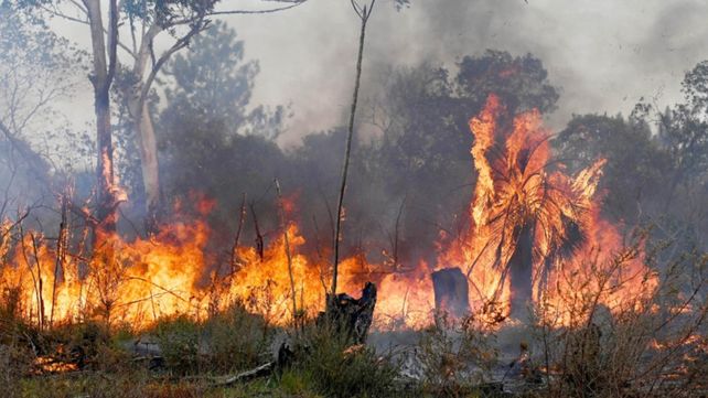 Apicultura: la sequía y los incendios ocasionaron una pérdida de más de 50%&nbsp;