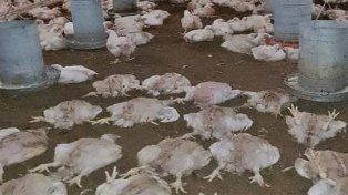 Ocurrió el sábado. Los delincuentes tenían 20 pollos faenados y listos para poner en una bolsa. Uno de ellos es empleado de la firma