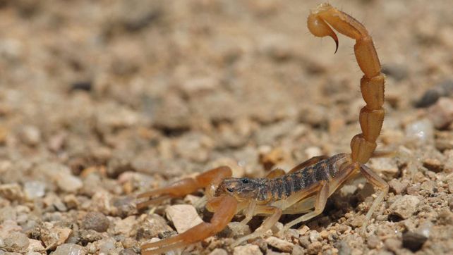 En 2016 disminuyeron las picaduras de escorpiones