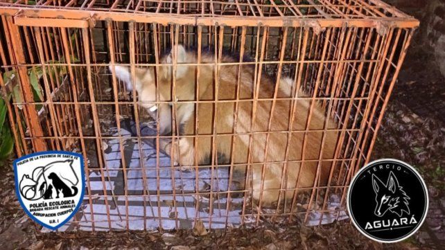 El animal fue rescatado por personal policial esta madrugada de una vivienda en la ciudad de Recreo