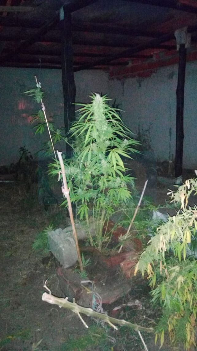Encontraron un vivero con 800 gajos con cogollos de marihuana