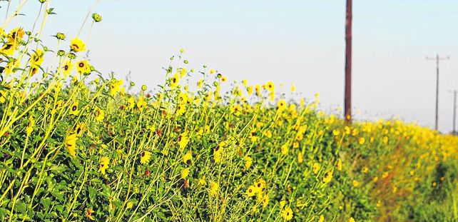 alternativas. Se debería buscar la optimización de los procesos que se dan en un agroecosistema determinado en lugar de enfocarnos en maximizar los rindes productivos
