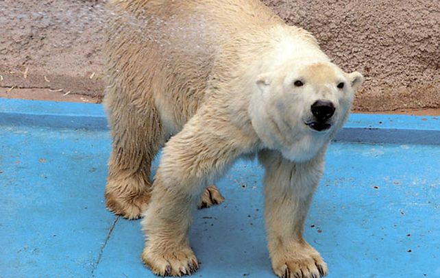 Mangueras para salvar al último oso polar del país.
