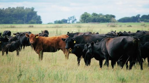 Miguel de Achával: Argentina no necesita más vacas, necesita más kilos por vaca