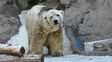 Preocupación por el delicado estado de salud de Arturo, el único oso polar de Argentina