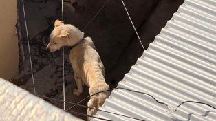 Lobo a salvo: rescataron a un perro desnutrido y atado gracias a videos virales