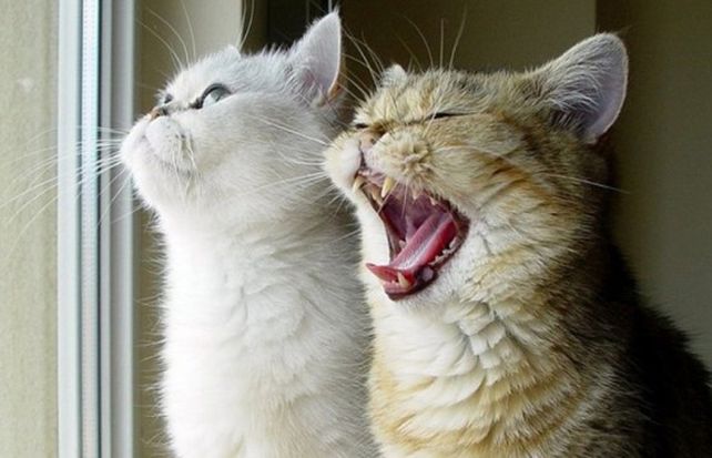 Un estudio revela el dialecto de los gatos para comunicarse con los humanos