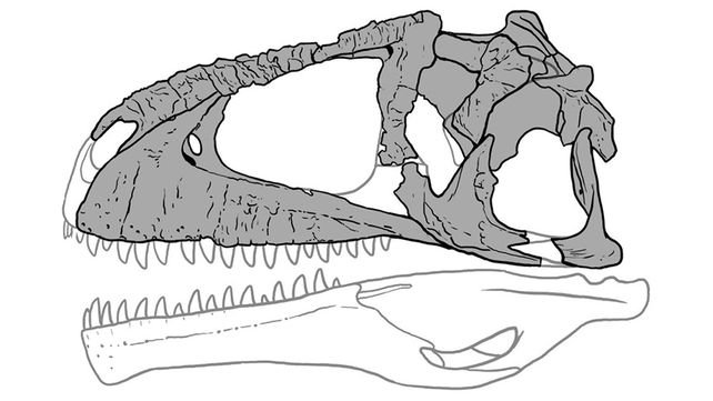 Este es Meraxes gigas el dinosaurio carnívoro más grande