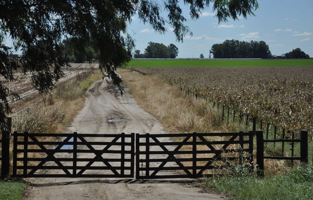 Agro. “El sector agrícola productor de alimentos será el que corra más rápido en la recuperación”