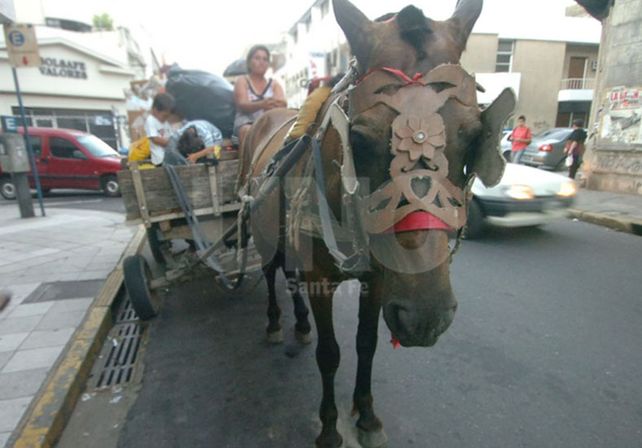 Carreros marcharon para pedir que no se prohíba la tracción a sangre