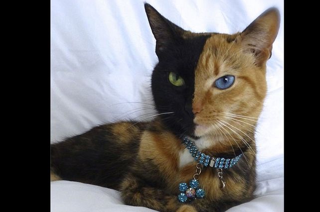 Venus, la gata de dos caras