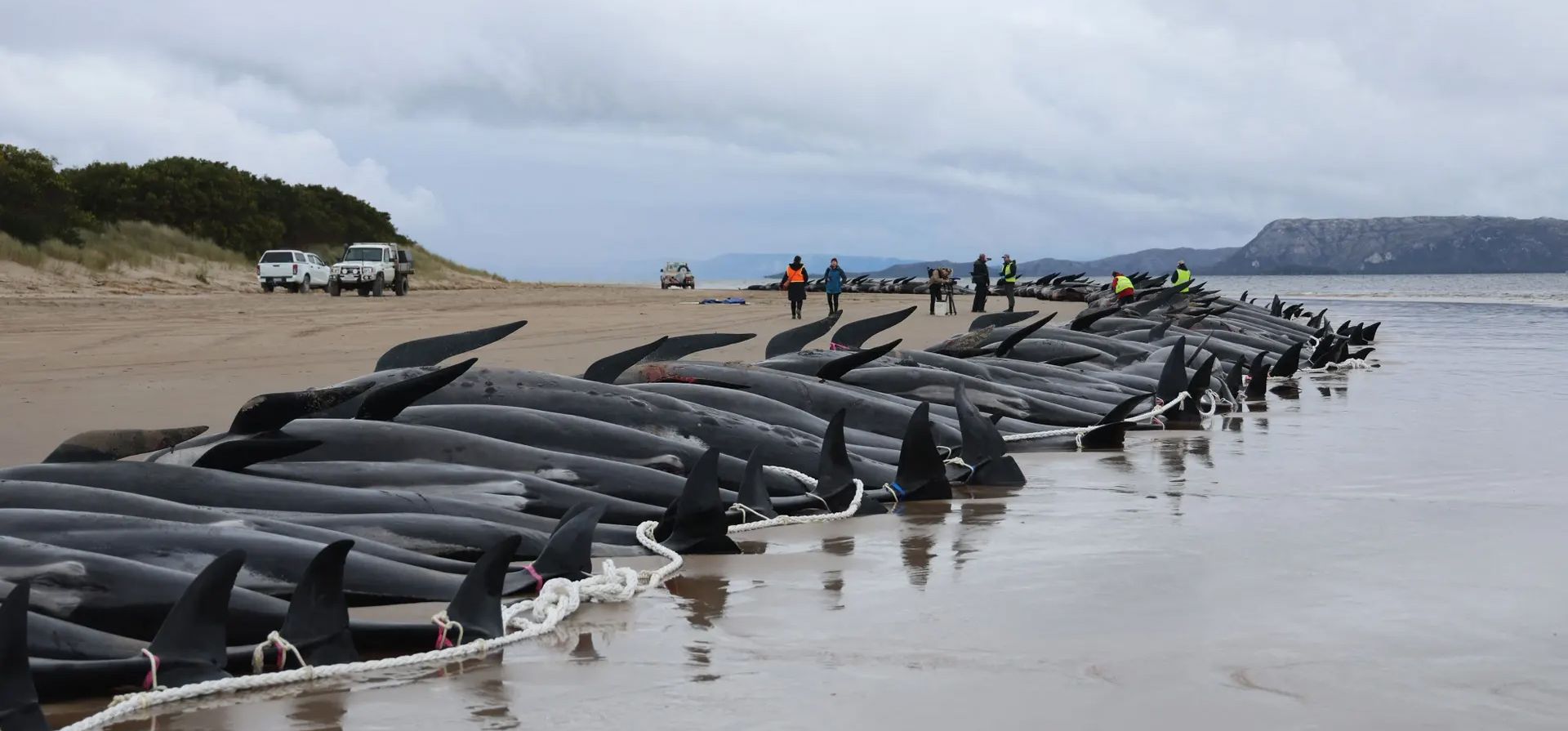 Personal estatal de vida silvestre revisa los cadáveres de las ballenas piloto después de que fueron encontradas varadas el día anterior. Casi 200 ballenas perecieron en una playa expuesta y barrida por el oleaje en la escarpada costa donde los rescatistas australianos solo pudieron salvar unas pocas docenas. Fotografía: Glenn Nicholls/AFP/Getty Images