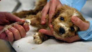 Impulsan la creación de un hospital veterinario público