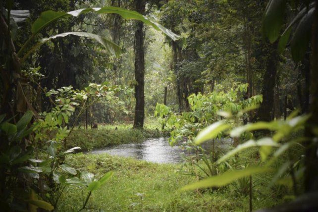 Pueblos indígenas asumen la gestión legal de los bosques en Bolivia