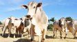 Brasil confirma un caso de vaca loca y suspende las exportaciones de carne a China