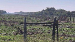 La Justicia hizo lugar a un amparo y ordenó el cese inmediato del desmonte en los lotes de una empresa ubicados en Mojones Norte y Mojones Sur.