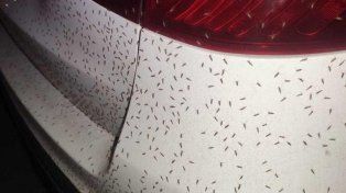 Un pueblo de Toscana pide el estado de emergencia por una invasión de mosquitos