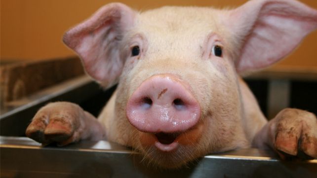 Científicos buscan ‘cultivar’ órganos humanos en cerdos